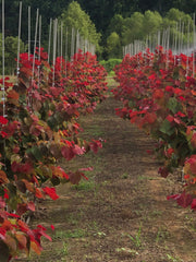 - Cercis canadensis 'Hearts A'Fire' Redbud - Mr Maple │ Buy Japanese Maple Trees