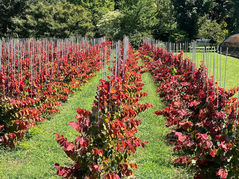 - Cercis canadensis 'Hearts A'Fire' Redbud - Mr Maple │ Buy Japanese Maple Trees