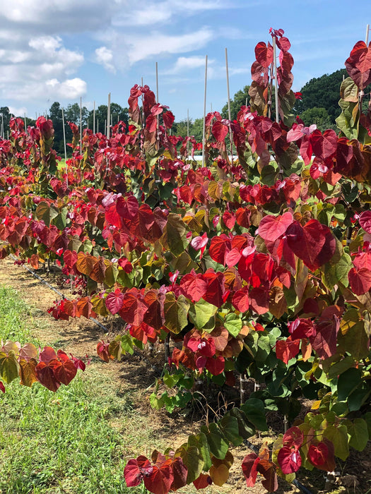 - Cercis canadensis 'Hearts A'Fire' Redbud - Mr Maple │ Buy Japanese Maple Trees