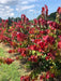 - Cercis canadensis 'Hearts A'Fire' Redbud - Mr Maple │ Buy Japanese Maple Trees