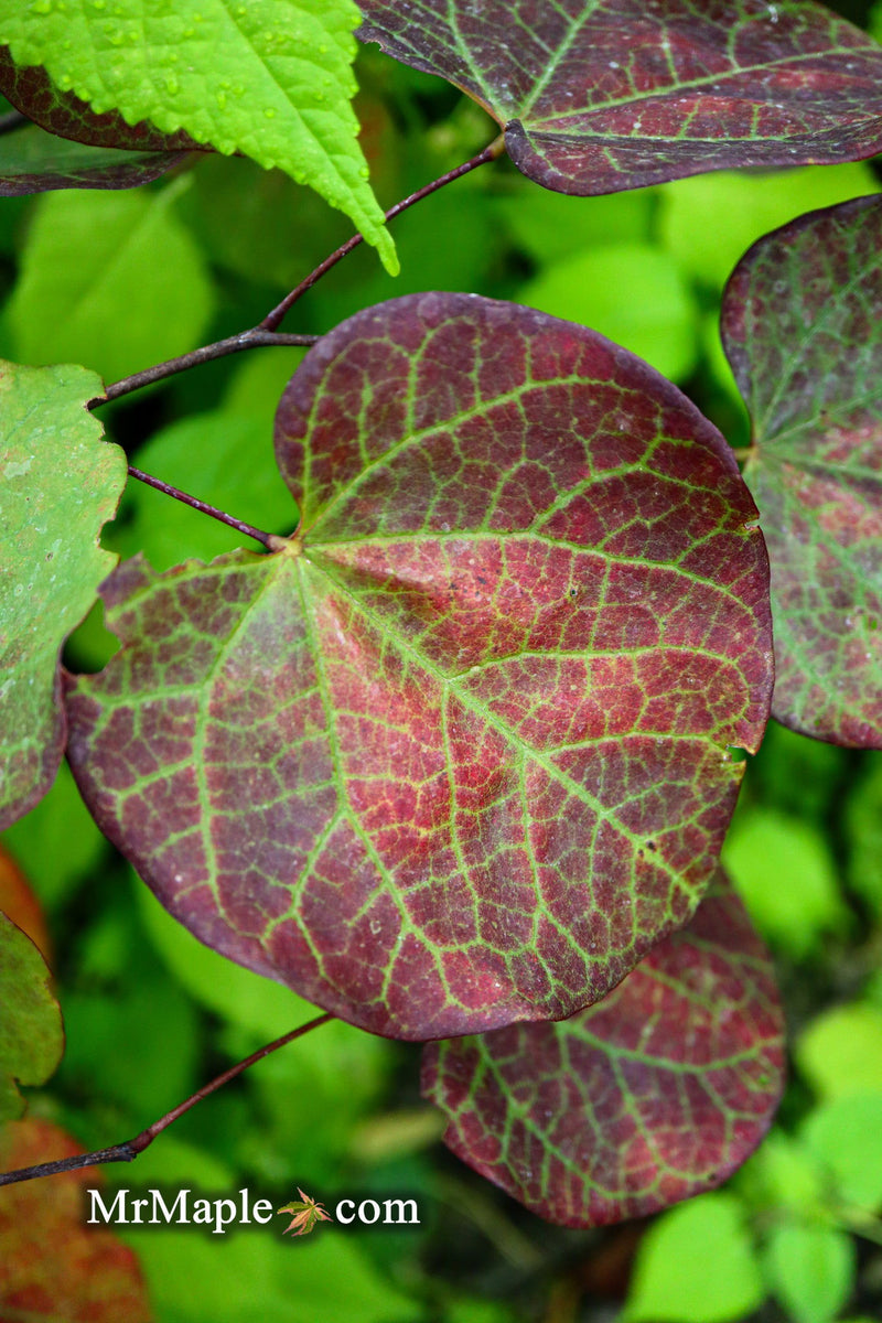 - Cercis canadensis 'Little Woody' Dwarf Layering Redbud Tree - Mr Maple │ Buy Japanese Maple Trees