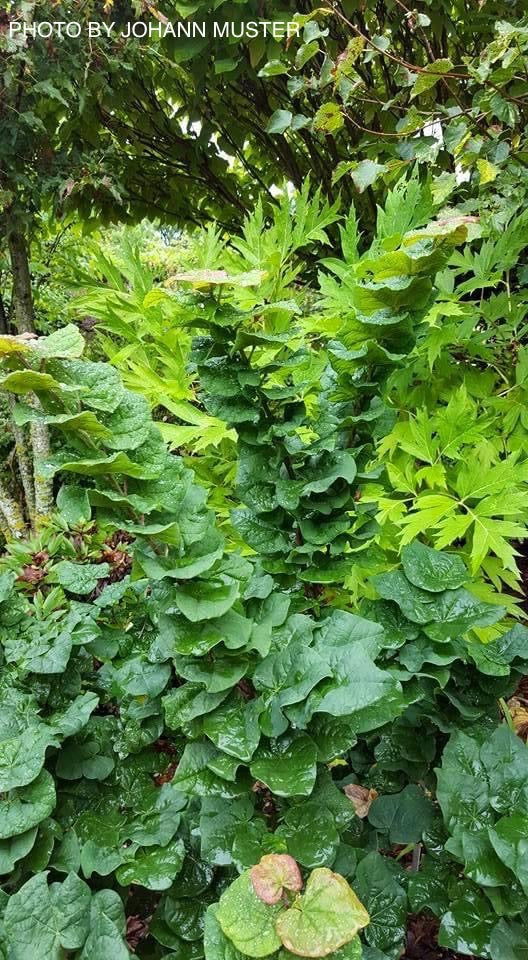 - Cercis canadensis 'Little Woody' Dwarf Layering Redbud Tree - Mr Maple │ Buy Japanese Maple Trees