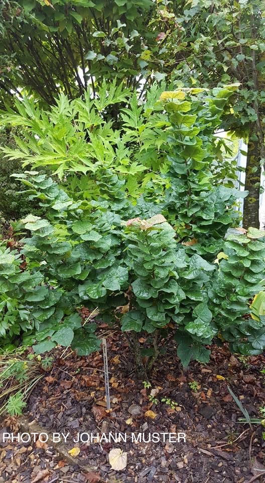 - Cercis canadensis 'Little Woody' Dwarf Layering Redbud Tree - Mr Maple │ Buy Japanese Maple Trees