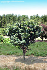 - Cercis canadensis 'Little Woody' Dwarf Layering Redbud Tree - Mr Maple │ Buy Japanese Maple Trees