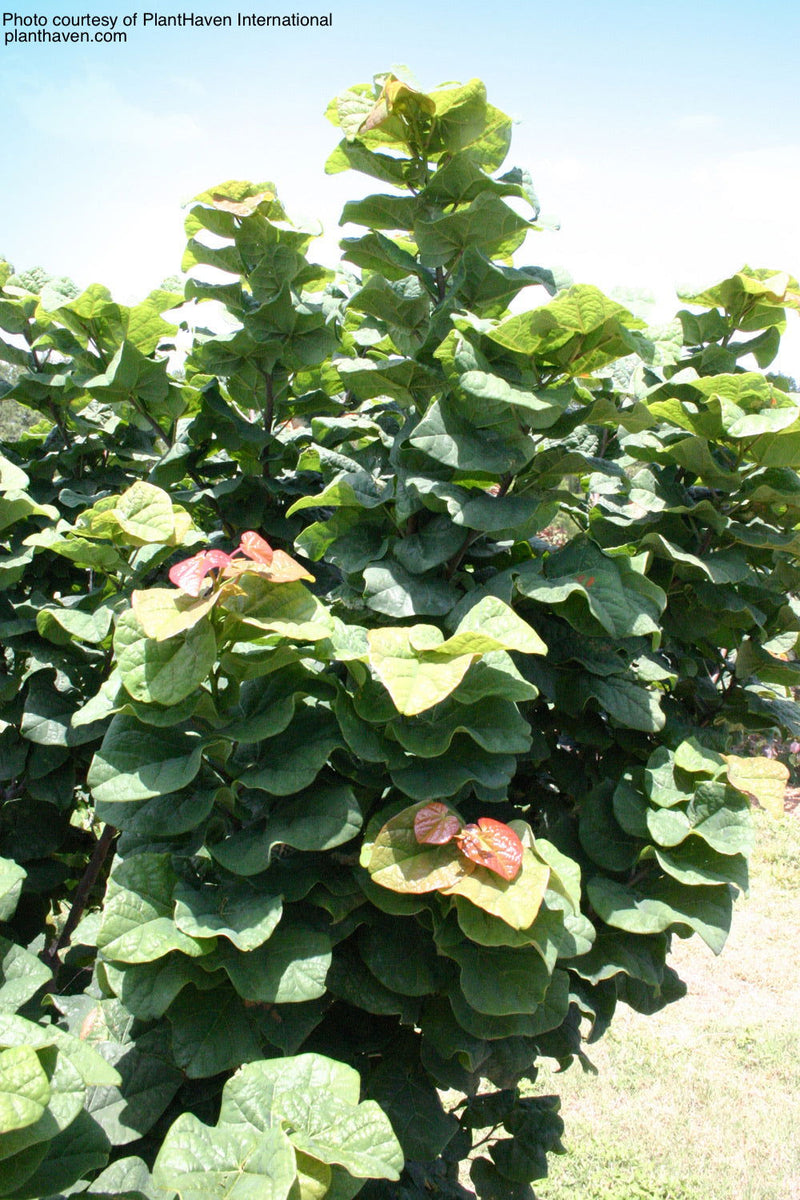 - Cercis canadensis 'Little Woody' Dwarf Layering Redbud Tree - Mr Maple │ Buy Japanese Maple Trees