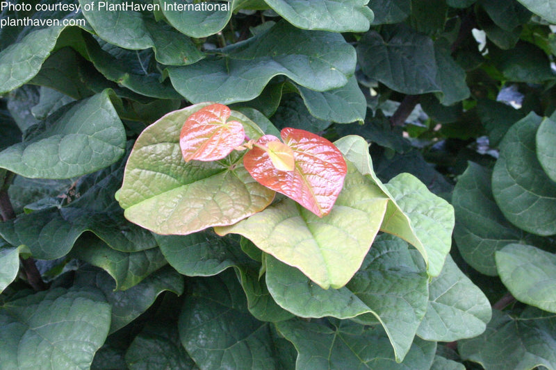 - Cercis canadensis 'Little Woody' Dwarf Layering Redbud Tree - Mr Maple │ Buy Japanese Maple Trees
