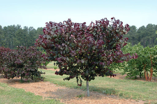 - Cercis canadensis ‘Merlot’ Red Leaf Redbud Tree - Mr Maple │ Buy Japanese Maple Trees