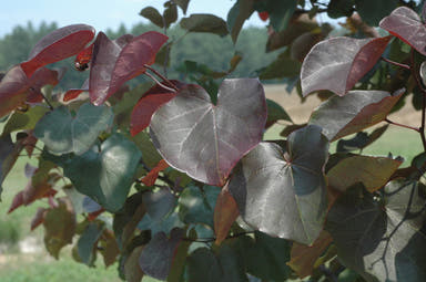 - Cercis canadensis ‘Merlot’ Red Leaf Redbud Tree - Mr Maple │ Buy Japanese Maple Trees
