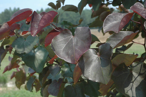 - Cercis canadensis ‘Merlot’ Red Leaf Redbud Tree - Mr Maple │ Buy Japanese Maple Trees