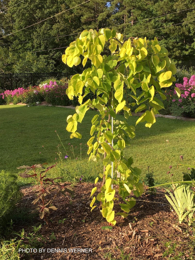 - Cercis canadensis ‘NC2015-12’ Golden Falls® Weeping Redbud - Mr Maple │ Buy Japanese Maple Trees