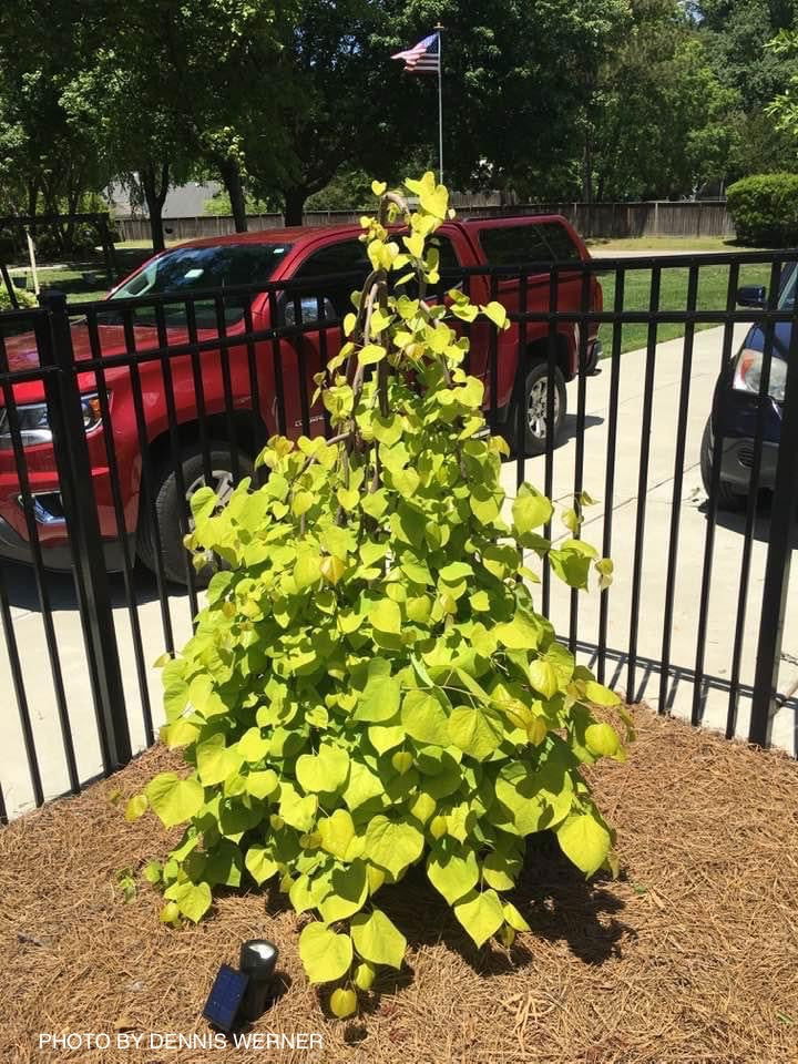 - Cercis canadensis ‘NC2015-12’ Golden Falls® Weeping Redbud - Mr Maple │ Buy Japanese Maple Trees
