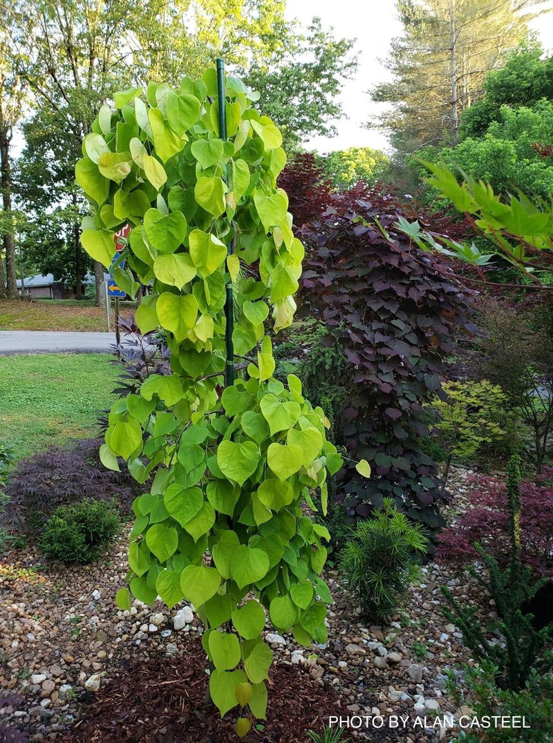 - Cercis canadensis ‘NC2015-12’ Golden Falls® Weeping Redbud - Mr Maple │ Buy Japanese Maple Trees