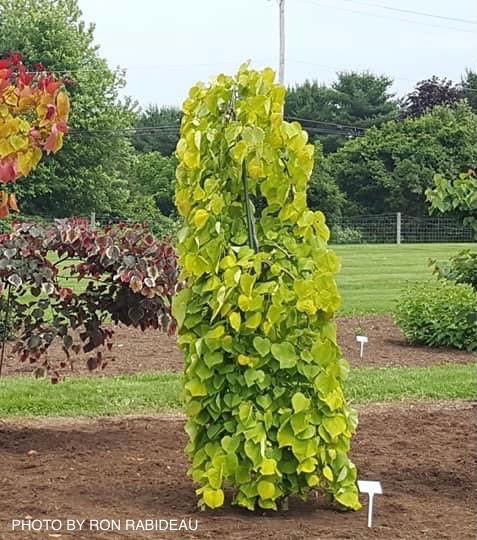 - Cercis canadensis ‘NC2015-12’ Golden Falls® Weeping Redbud - Mr Maple │ Buy Japanese Maple Trees