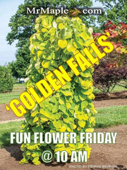 - Cercis canadensis ‘NC2015-12’ Golden Falls® Weeping Redbud - Mr Maple │ Buy Japanese Maple Trees