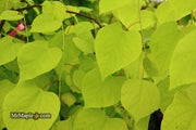 - Cercis canadensis ‘NC2015-12’ Golden Falls® Weeping Redbud - Mr Maple │ Buy Japanese Maple Trees