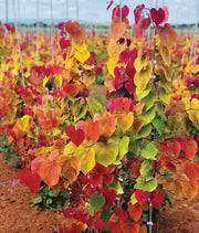 - Cercis canadensis ‘NC2016-2’ Flame Thrower® Redbud Tree - Mr Maple │ Buy Japanese Maple Trees