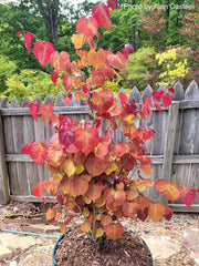 - Cercis canadensis ‘NC2016-2’ Flame Thrower® Redbud Tree - Mr Maple │ Buy Japanese Maple Trees