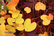 - Cercis canadensis ‘NC2016-2’ Flame Thrower® Redbud Tree - Mr Maple │ Buy Japanese Maple Trees