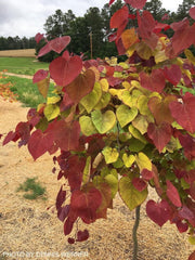 - Cercis canadensis ‘NC2016-2’ Flame Thrower® Redbud Tree - Mr Maple │ Buy Japanese Maple Trees