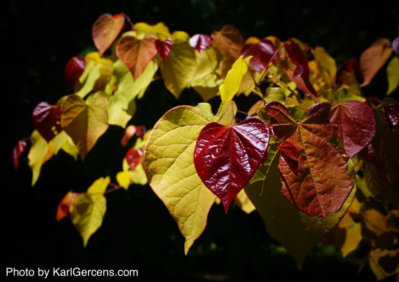 - Cercis canadensis ‘NC2016-2’ Flame Thrower® Redbud Tree - Mr Maple │ Buy Japanese Maple Trees