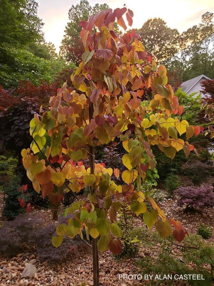 - Cercis canadensis ‘NC2016-2’ Flame Thrower® Redbud Tree - Mr Maple │ Buy Japanese Maple Trees