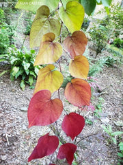 - Cercis canadensis ‘NC2016-2’ Flame Thrower® Redbud Tree - Mr Maple │ Buy Japanese Maple Trees