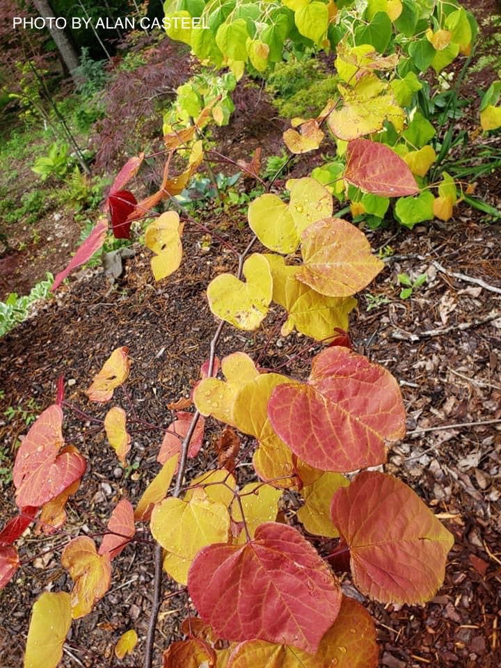 - Cercis canadensis ‘NC2016-2’ Flame Thrower® Redbud Tree - Mr Maple │ Buy Japanese Maple Trees