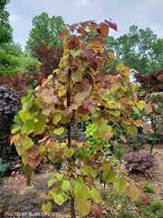 - Cercis canadensis ‘NC2016-2’ Flame Thrower® Redbud Tree - Mr Maple │ Buy Japanese Maple Trees