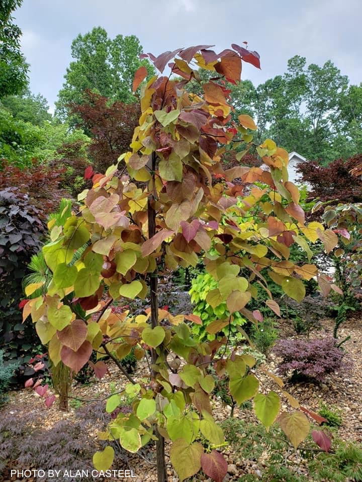 - Cercis canadensis ‘NC2016-2’ Flame Thrower® Redbud Tree - Mr Maple │ Buy Japanese Maple Trees