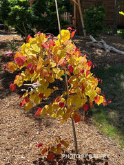 - Cercis canadensis ‘NC2016-2’ Flame Thrower® Redbud Tree - Mr Maple │ Buy Japanese Maple Trees