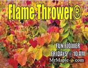 - Cercis canadensis ‘NC2016-2’ Flame Thrower® Redbud Tree - Mr Maple │ Buy Japanese Maple Trees