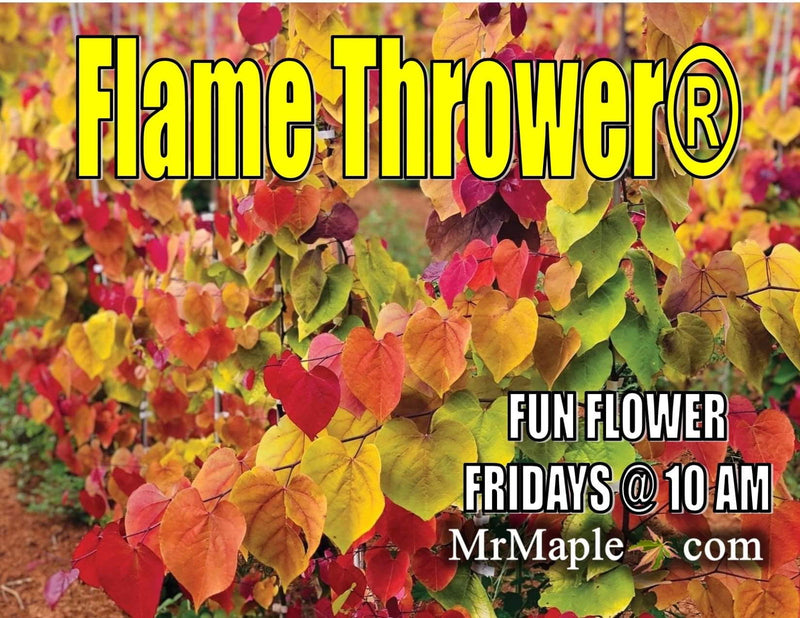 - Cercis canadensis ‘NC2016-2’ Flame Thrower® Redbud Tree - Mr Maple │ Buy Japanese Maple Trees