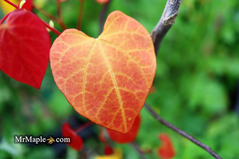 - Cercis canadensis ‘NC2016-2’ Flame Thrower® Redbud Tree - Mr Maple │ Buy Japanese Maple Trees