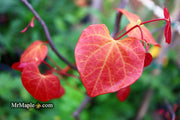 - Cercis canadensis ‘NC2016-2’ Flame Thrower® Redbud Tree - Mr Maple │ Buy Japanese Maple Trees