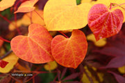 - Cercis canadensis ‘NC2016-2’ Flame Thrower® Redbud Tree - Mr Maple │ Buy Japanese Maple Trees