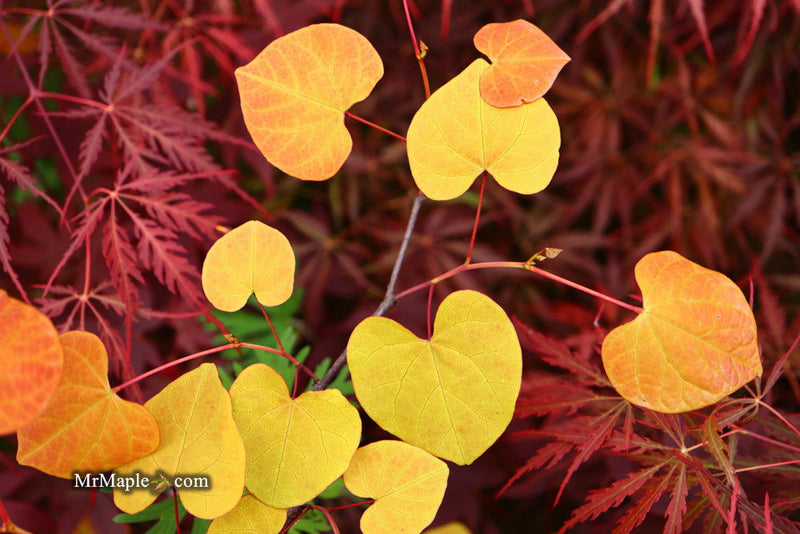 - Cercis canadensis ‘NC2016-2’ Flame Thrower® Redbud Tree - Mr Maple │ Buy Japanese Maple Trees