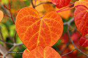 - Cercis canadensis ‘NC2016-2’ Flame Thrower® Redbud Tree - Mr Maple │ Buy Japanese Maple Trees