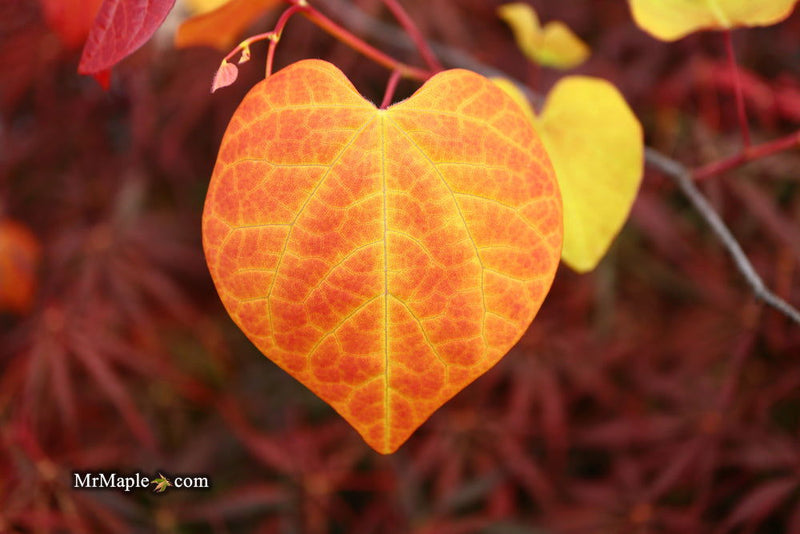 - Cercis canadensis ‘NC2016-2’ Flame Thrower® Redbud Tree - Mr Maple │ Buy Japanese Maple Trees