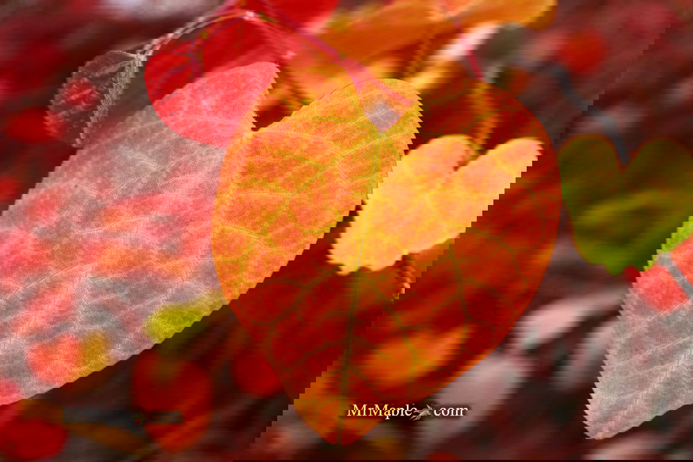 Buy Cercis canadensis 'NC2016-2' Flame Thrower® Redbud Tree — Mr