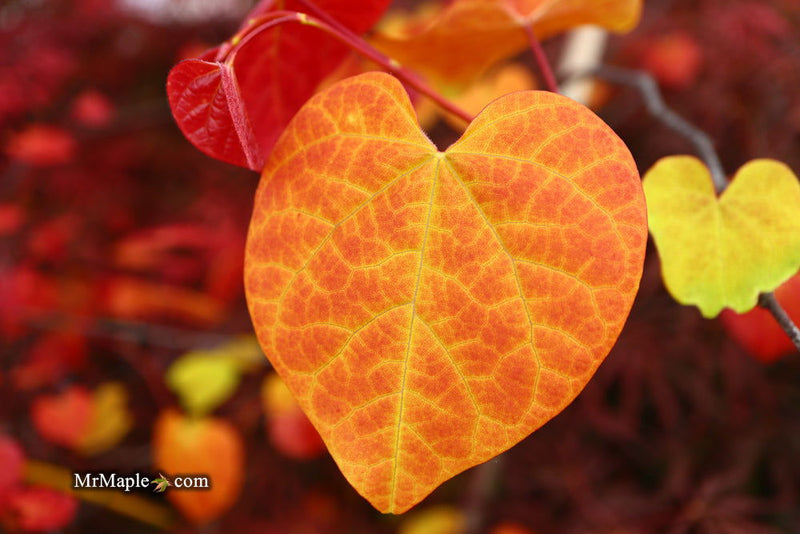 - Cercis canadensis ‘NC2016-2’ Flame Thrower® Redbud Tree - Mr Maple │ Buy Japanese Maple Trees