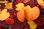 - Cercis canadensis ‘NC2016-2’ Flame Thrower® Redbud Tree - Mr Maple │ Buy Japanese Maple Trees