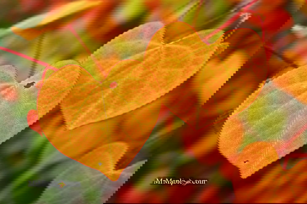 Buy Cercis canadensis 'NC2016-2' Flame Thrower® Redbud Tree — Mr