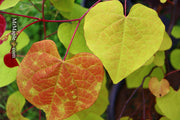 - Cercis canadensis ‘NC2016-2’ Flame Thrower® Redbud Tree - Mr Maple │ Buy Japanese Maple Trees