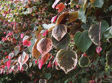 - Cercis canadensis ‘NCCC1’ Carolina Sweetheart® Variegated Redbud Tree - Mr Maple │ Buy Japanese Maple Trees