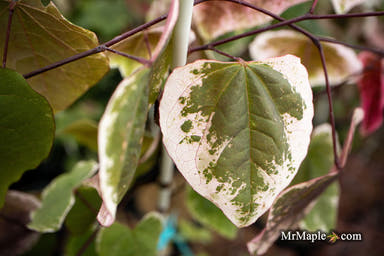 - Cercis canadensis ‘NCCC1’ Carolina Sweetheart® Variegated Redbud Tree - Mr Maple │ Buy Japanese Maple Trees