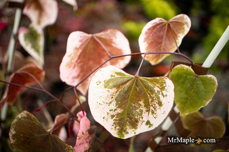 - Cercis canadensis ‘NCCC1’ Carolina Sweetheart® Variegated Redbud Tree - Mr Maple │ Buy Japanese Maple Trees