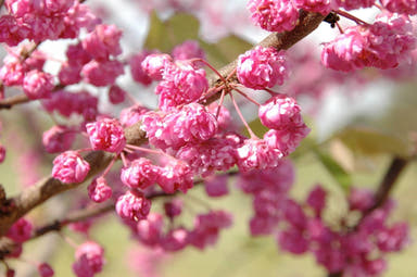 - Cercis canadensis ‘Pink Pom Poms' Redbud Tree - Mr Maple │ Buy Japanese Maple Trees