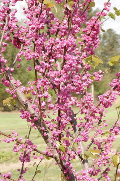 - Cercis canadensis ‘Pink Pom Poms' Redbud Tree - Mr Maple │ Buy Japanese Maple Trees