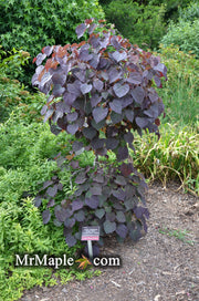 - Cercis canadensis 'Ruby Falls' Weeping Red Redbud Tree - Mr Maple │ Buy Japanese Maple Trees