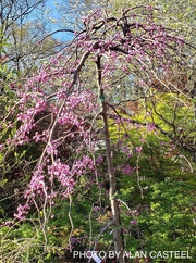 - Cercis canadensis 'Ruby Falls' Weeping Red Redbud Tree - Mr Maple │ Buy Japanese Maple Trees
